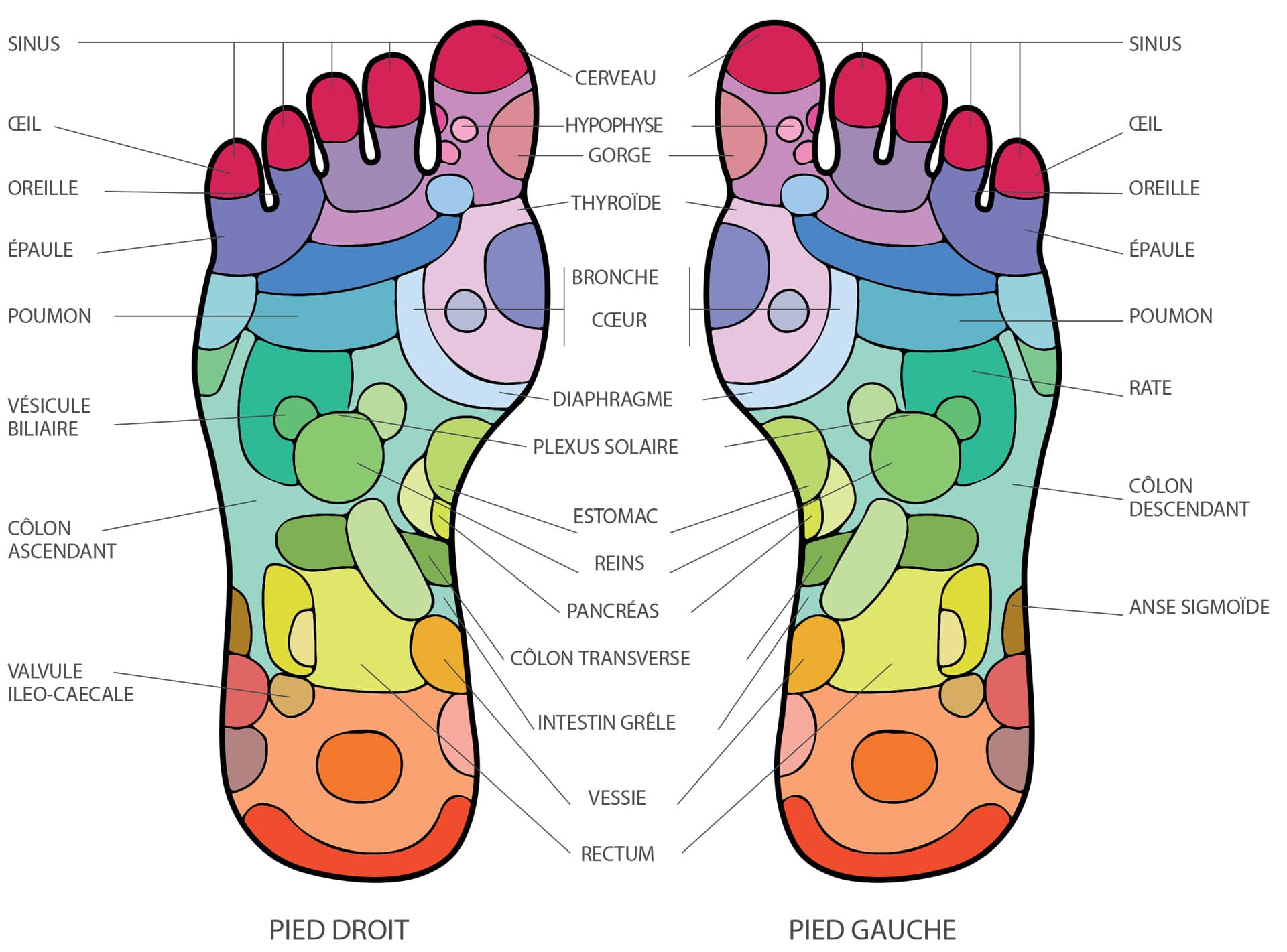 R flexologie Plantaire Bienfaits BPJN R flexologie Plantaire Bienfaits BPJN